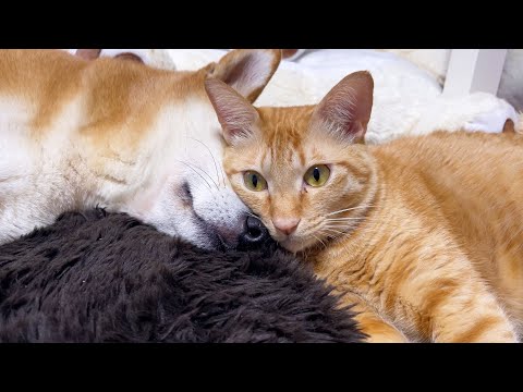 柴犬ママが大好きだけど今は気になる事が…🎵(YouTube)