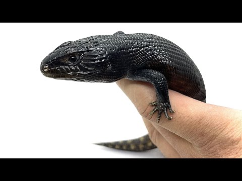 この子はとんでもないぞ！(YouTube)