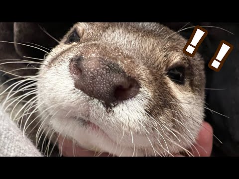 寝正月に危機を感じ外を走りに行くカワウソ otter feels threatened by the sleep New Year and goes for a run outside.(YouTube)