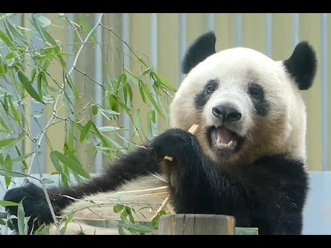 東園パンダ舎（シャンシャン） 2022年1月29日10時30分撮影(YouTube)