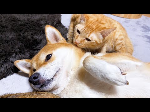 猫達に囲まれて幸せな音を奏でる柴犬ママ♥(YouTube)
