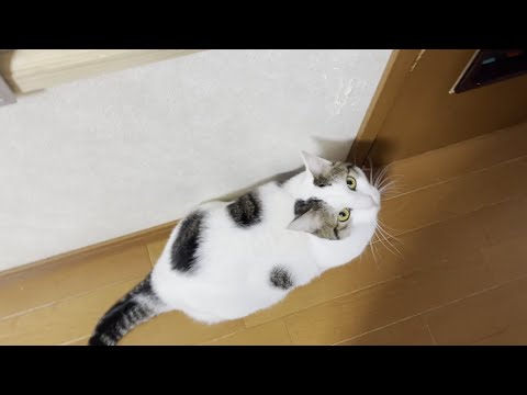「だからドア閉めんなや」と不服そうな猫(YouTube)