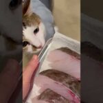 猫たちに鱈のお裾分けをしたら幸せそうでした | アクアパッツァ(YouTube)