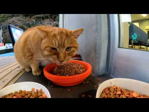 【今週のボツ動画】短い野良猫動画まとめて公開-unreleased video of this week-2022/1/3w(YouTube)