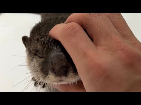 いくらなんでも喋り方おかしいカワウソ Otter with a funny way of talking(YouTube)