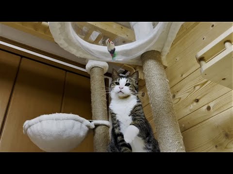 どうして取ろうかな？真剣に考える猫(YouTube)