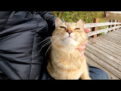 甘えん坊のキジ猫姉妹は人を見かけると速攻でひざにのってくる(YouTube)