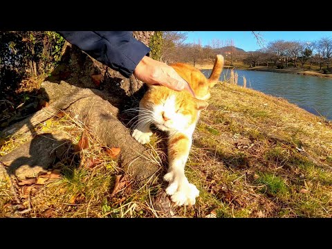 池の畔で寝ている野良猫、近づくと話し掛けてきた(YouTube)