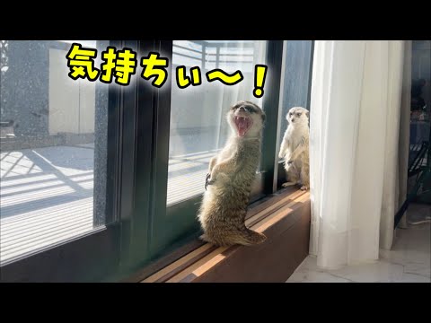 動物禁止の仕事場には毎日誰かが訪ねてきます(YouTube)