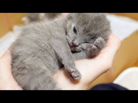 人懐こい子猫は抱っこされると手のひらの中で眠ります…(YouTube)