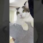 お父さんの抱っこで落ち着く珍しい豆大福です【 #Shorts 】(YouTube)
