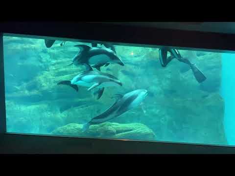 【海遊館】作業が気になる？(YouTube)