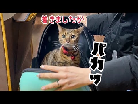帰省の車内で猫に鳴きまくられやっとこさ到着！(YouTube)