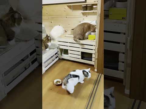 フィジカルディスタンスを守る猫【 #Shorts 】(YouTube)