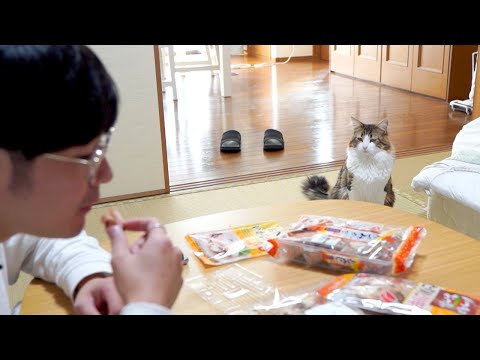 飼い主の間食に羨望の眼差しを送る猫(YouTube)
