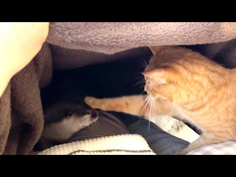 毛布の中でカワウソと猫の戦いが始まった！ In the blanket, the battle between the otter and the cat has begun!(YouTube)