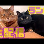 【ランチ生配信1/4】2022初レース🐈誰が1番にリビングにおりてくるかな？生配信(YouTube)