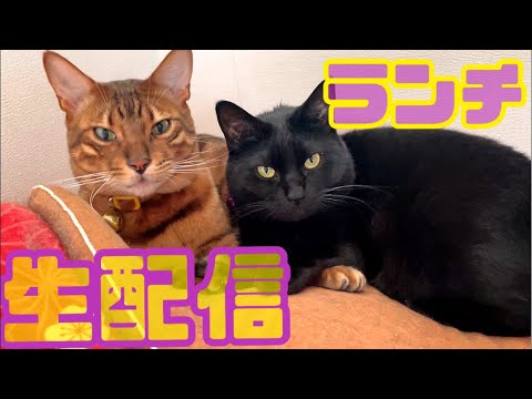 【ランチ生配信1/4】2022初レース🐈誰が1番にリビングにおりてくるかな？生配信(YouTube)