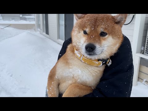 家が大雪で大変なことになってたので、とりあえず柴犬と立ち向かってみた。(YouTube)