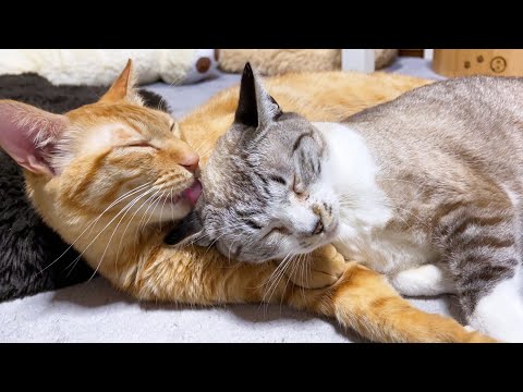 ほんとの兄妹のように毎日優しく毛繕いをする茶トラ猫♥(YouTube)