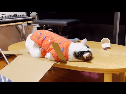 年越しカウントダウンで遊びすぎてダラけた元旦を迎えたひのき猫です。(YouTube)