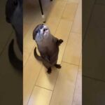 人間のように歩き始めたカワウソ Otter begins to walk like a human.(YouTube)