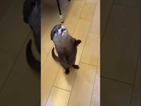 人間のように歩き始めたカワウソ Otter begins to walk like a human.(YouTube)