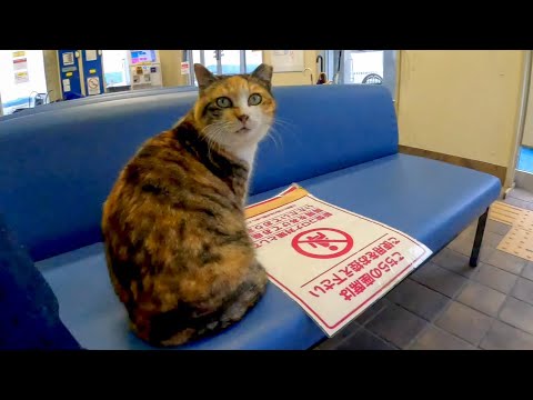 待合室にいた三毛猫を撫でると懐いてきて外まで付いてくるようになった(YouTube)
