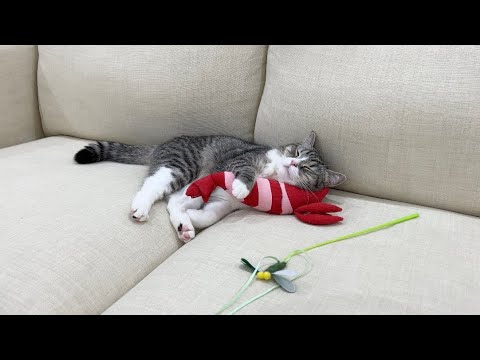 遊び疲れてそのまま寝落ちしちゃってた猫がかわいすぎたw(YouTube)