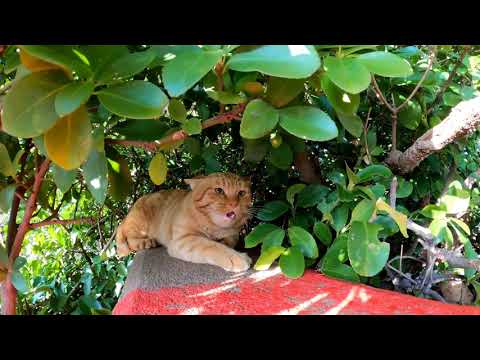 【今週のボツ動画】短い野良猫動画まとめて公開-unreleased video of this week-2022/2/1w(YouTube)