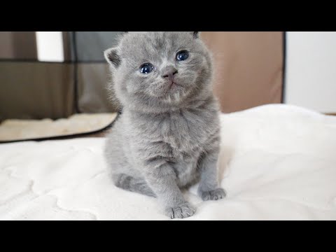 はじめて子猫が脱走しました…(YouTube)