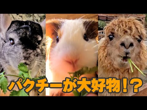 この中にパクチーが大好物になった子がいますww(YouTube)