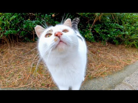 草むらから出てきた野良猫を撫でるとゴロゴロ言って喜んだ(YouTube)