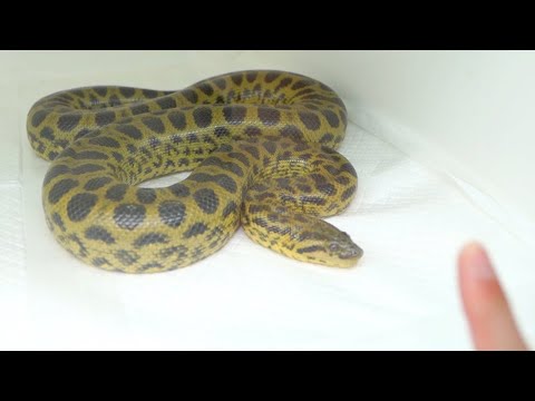 ガラスを割る勢いでタックルしてくるアナコンダ(YouTube)