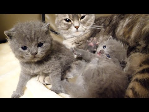 ヒザに乗りたくて仕方ない子猫…(YouTube)