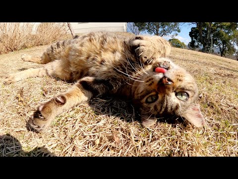 ベロを出したまま芝生の上で寝転がるキジトラ猫(YouTube)
