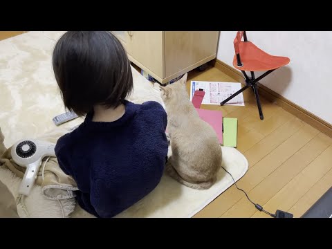 髪の毛を乾かしている娘にスリスリしたくなる猫(YouTube)