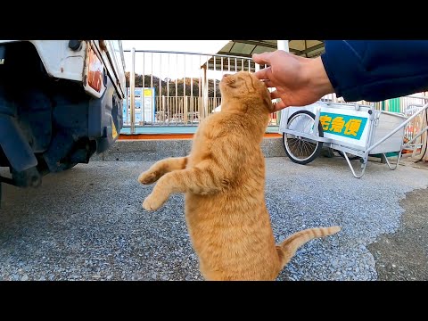 伸び上がって撫でられようとする猫が可愛過ぎる(YouTube)