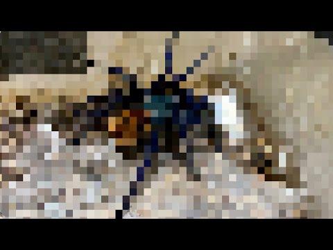 うちで3年飼ってる秘蔵っ子！！(YouTube)