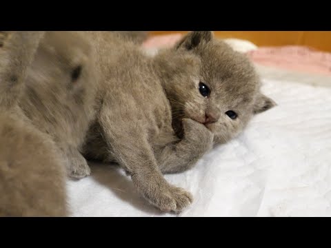 眠たい子猫の邪魔をすると…(YouTube)
