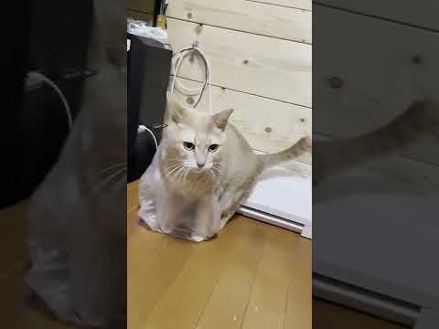 なぜ前に行けないのか？深く考えない猫【 #Shorts 】(YouTube)