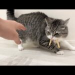 盗まれたさきいかを取り返そうとしたら猫がとんでもないことになった…(YouTube)