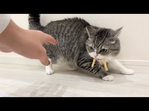 盗まれたさきいかを取り返そうとしたら猫がとんでもないことになった…(YouTube)