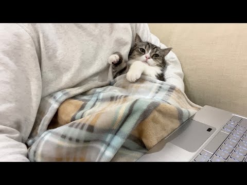 仕事が終わるのを待ちくたびれちゃった猫がこうなりました…笑(YouTube)