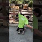 ダチョウとダンスできる特殊な飼育員 Dance with ostrich #shorts(YouTube)