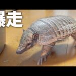 新年早々、家中を爆走するアルマジロ(YouTube)