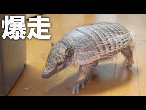 新年早々、家中を爆走するアルマジロ(YouTube)