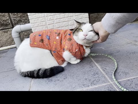 ちゃんちゃんこを着て散歩する猫(YouTube)