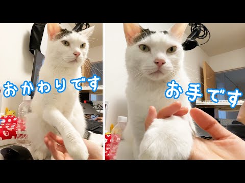 ご飯の時間まで無限にお手とおかわりをする猫チロさん(YouTube)