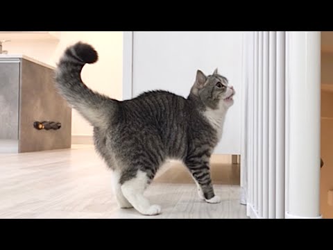 お留守番中の猫に異変があったので急いで家に引き返しました…(YouTube)
